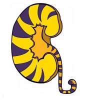 LSU Nephrology (@lsunephrology) 's Twitter Profile