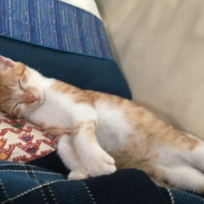 DeNa 好き子なし夫婦の家に唯一のトラ党、茶トラ白🐈トラ😺がやってきたのは2019年10月。元気一杯、かなりおっちょこちょい、人が大好きなトラとの日々を呟きます。トラママしなもんは、体動かすの大好きビール🍺ヨガ🧘♂️旅🧳車🚗道、地図好き💕メヒコ🇲🇽狭い路地、古い街並みが好き😊気軽に絡んで下さい✨