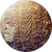 Leicester Palaeo (@leicesterpalaeo) Twitter profile photo Leicester Palaeo (@leicesterpalaeo) Twitter profile photo