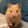 まとめ ハムスターの種類と性格と値段 まとめ ハムスターの種類と性格と値段