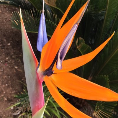 carnyfam's profile picture. 