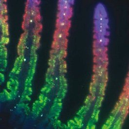 Laboratory of Systems Physiology at @ETH_BSSE, aka SyPhy lab! Spatial transcriptomics, niche interactions, RNA localization. Tweets are from lab members ✌️