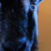 Multispeciesdementia (@multispeciesde1) Twitter profile photo Multispeciesdementia (@multispeciesde1) Twitter profile photo