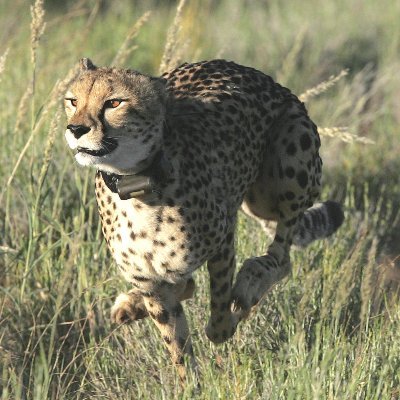 gepard