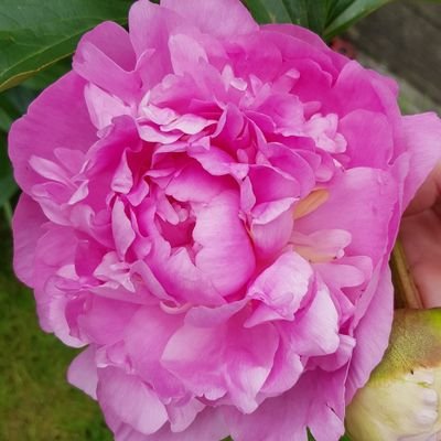 cjplus4's profile picture. 