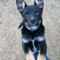 Kim Ashley ๐บ๐ธ ๐ฎ๐ฑ (@texaskat2003) 's Twitter Profile