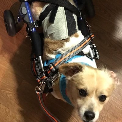 I am a Dem who loves politics & a reasonably not so bad drummer who owns Hammy a cute disabled dog...