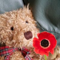 WALLACE 🐻 (& 🌈Star GSD🌈)(@StarGsd_WALLACE) 's Twitter Profile Photo
