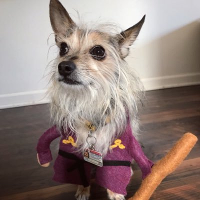 splinterninjad1's profile picture. Retired from training turtles in the sewers, now I live my best life blanket-diving & honing my ninja skills to find the best treats a doggo can eat.