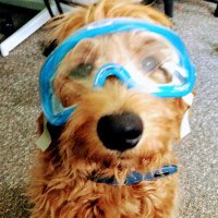 UIowa CSARS (@uiowacsars) 's Twitter Profile Photo UIowa CSARS (@uiowacsars) 's Twitter Profile Photo