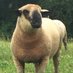Parkstock Hampshire Down Sheep (@parkstockhamps) Twitter profile photo Parkstock Hampshire Down Sheep (@parkstockhamps) Twitter profile photo