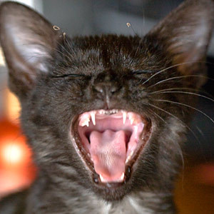 CaptainNemoCat's profile picture. Getting the world to revolve around me, one unsuspecting human at a time.