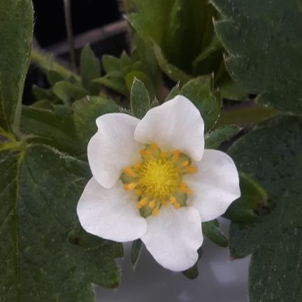 福岡県北九州市の苺農園🏡🌳
農薬や化学肥料に頼らず、
乳酸菌・酵母の力で発酵させた堆肥を使い 、土壌菌の力で病害虫に強くて
美味しい苺🍓づくり
を目指しています✨
2018年9月に初苗を植え
12月⛄に直売始めました🌿