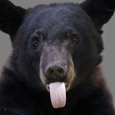 fas_oso's profile picture. Just oso