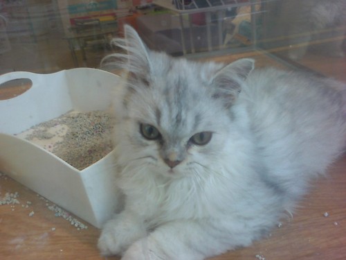 Che0854's profile picture. hanyang university.
English literature and language