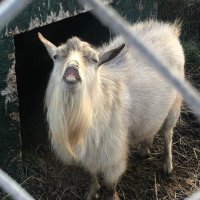 Goat Man๐บ๐ธ๐บ๐ธ๐บ๐ธ (@jg0atman) 's Twitter Profile