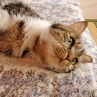 なつめ🎀2y (@72me_u) 's Twitter Profile