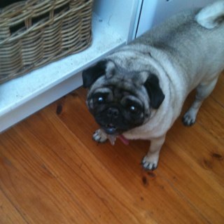 darrvison's profile picture. 