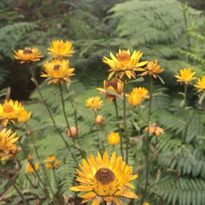 Working as National Campaigns Director of @Wilderness_AUS for better outcomes for people & planet #nature #climate #science #comms #community