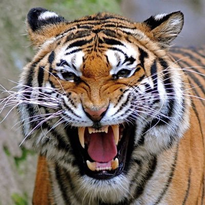 LoverNotAFlghtr's profile picture. #Resister #ENTP #Socalist #FBR #SinglePayer #Cardinals #Blues #Illini #SIUC #76ers #MyalgicEncephalomyelitis