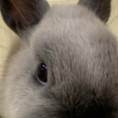 飼い主🙋‍♂️&妻👩。長女🐰長男👶愛娘のまるちゃんのツイートが主です。※注意！動物垢の方フォロバしてましたが、今フォローいただいてる方を追うのが精一杯なので現在は気まぐれです。フォローするとうさぎさんでTL流れまくります。うさぎさんらぶ。