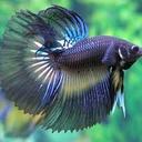 Edward Blackburn - @Dr_Dreadful - Twitter