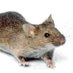 TheMouseDay (@day_mouse) Twitter profile photo TheMouseDay (@day_mouse) Twitter profile photo