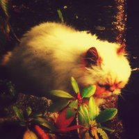 🎼 DagDahlo - 🐍DumpTrump2024 (@dagdahlo) 's Twitter Profile
