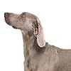 Top articles on how to care for your Weimaraner.  Please visit our site for more details.