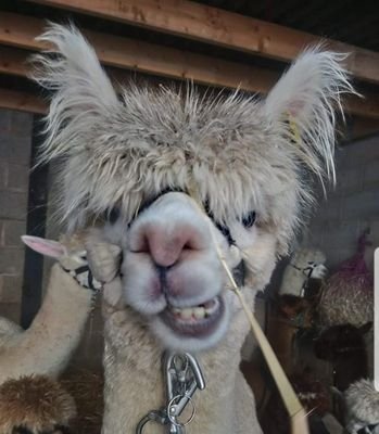 AlpacasIds's profile picture. 