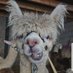 IDS Alpacas 🦙 (@AlpacasIds) Twitter profile photo