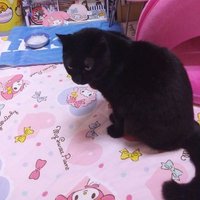 🐱こじめろ猫ミクロあいちびとらしまクロだいひめこしんとら🐾(@NankhNug4pwOilj) 's Twitter Profile Photo