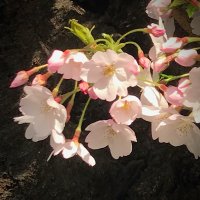 【鍵かけ予定】香り、臭い、匂い違いのわかる女。（明日は我が身よ化学物質過敏症はある日突然に） (@nekoneko_22_22) Twitter profile photo