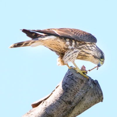 BirdsBrooklyn Profile Picture