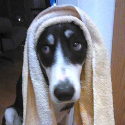 MOesigmann's profile picture. Game Developer
Land of Ngoto