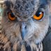 A Owl (@aowl45) Twitter profile photo