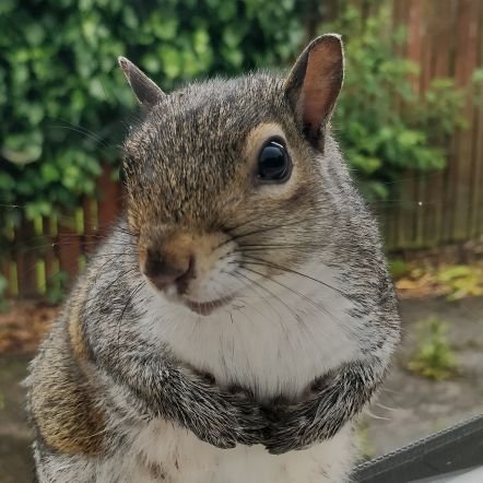 Hi. I'm Squizzy Squirrel. I'm a grey squirrel from Scotland. Follow me and I'll follow you back.  Looking forward to being your Twitter Friend 🐿️🥰