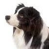 Find out all you need to know about your Collie at our website.