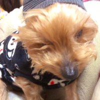 菜摘 (@na2uu_u) 's Twitter Profile