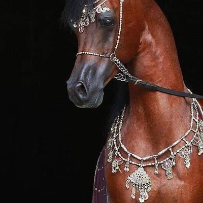 DjllouliN's profile picture. 