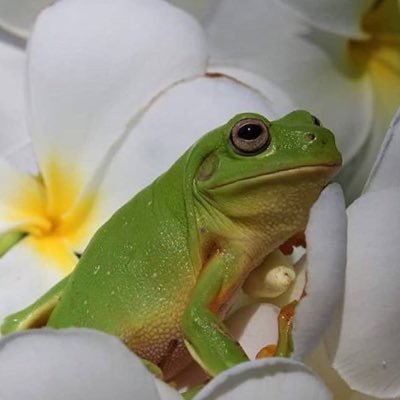BFrog10's profile picture. 