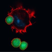 florencia rosetti (@florerosetti) 's Twitter Profile