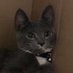 pup (@pupthecat) Twitter profile photo pup (@pupthecat) Twitter profile photo