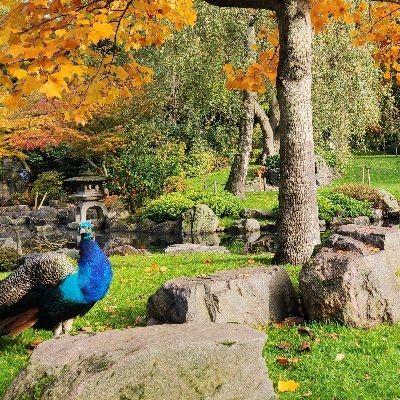 Peacocks & nature, birds, sights & rights
RIP Alison Peter Gavin
by @robin_ravi
https://t.co/edvDZPs6U5
https://t.co/nA2uEE64VN