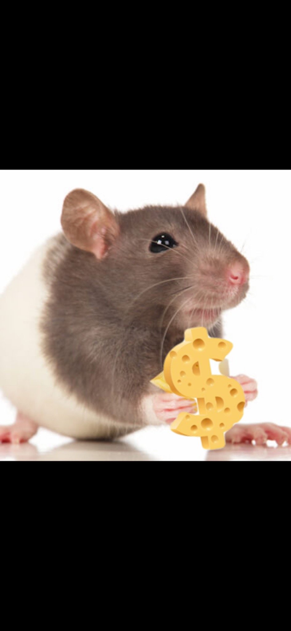 If you want the cheese, come to the rat. FREE DAILY SPORTS PICKS Cheddar Cheese Parlay of the day Follow our Instagram @lil_rat_picks