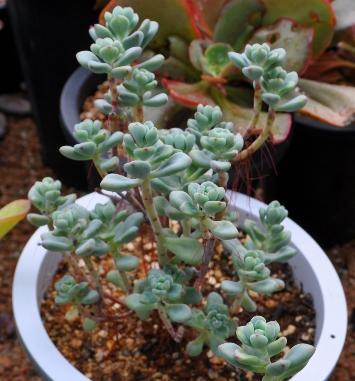 killdosu's profile picture. 