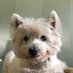Westie Woo (@westie_woo) Twitter profile photo Westie Woo (@westie_woo) Twitter profile photo
