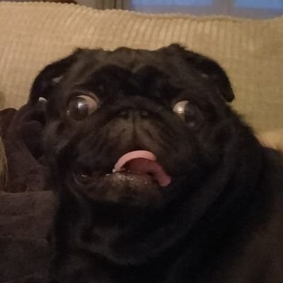 LolaSnoring's profile picture. I'm a fat black bitch.