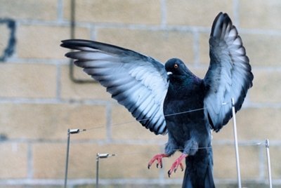 pestbirds's profile picture. A Class Bird Control has been in the business of protecting buildings and structures for over 20 years, and we are fully insured.