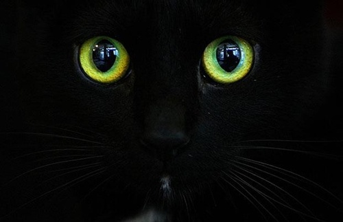 vika247's profile picture. 